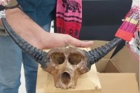 French couple arrested