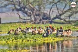 Keoladeo Ghana National Park Many rare birds are missing amidst colorful birds chirping experts worried