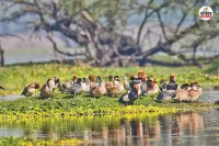 Keoladeo Ghana National Park Many rare birds are missing amidst colorful birds chirping experts worried
