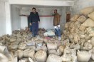 Illegal paddy seized