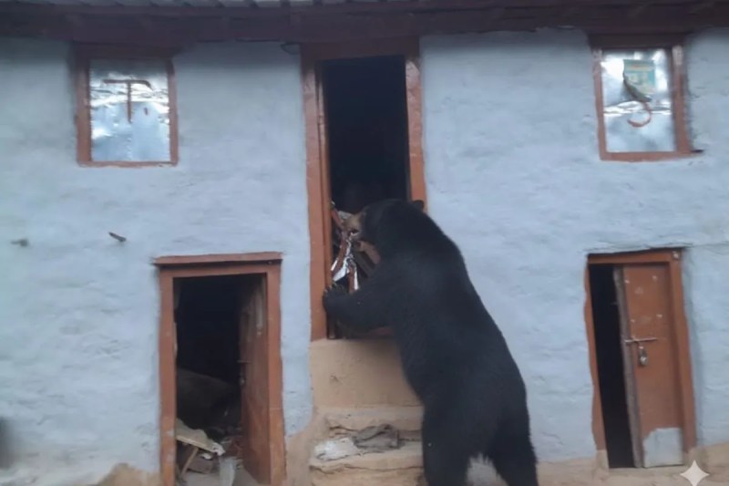 In the migratory areas of Munsiyari and Dharchula in Uttarakhand's Pithoragarh district, bears are breaking into people's homes in search of food