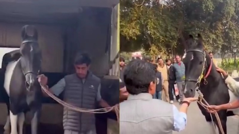 मुंबई के दोस्त ने किया घोड़ा गिफ्ट (फोटो सोर्स- पत्रिका)