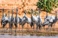 Kurjan Festival 2025