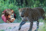 Leopard, Leopard in Dausa, Leopard in Rajasthan, Leopard Attack, Dausa News, Rajasthan News, Leopard in Mehandipur Balaji
