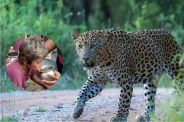 Leopard, Leopard in Dausa, Leopard in Rajasthan, Leopard Attack, Dausa News, Rajasthan News, Leopard in Mehandipur Balaji