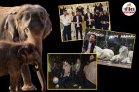 Elephant Daily Diet 130 Kg, Luxury Animal Care Centre, Vantara Jamnagar Reliance,