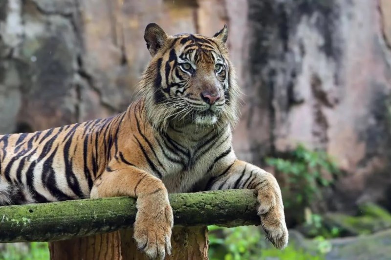 MP News Tiger Estimation 2025