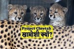 MP News on Project Cheetah kuno national park