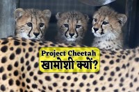 MP News on Project Cheetah kuno national park