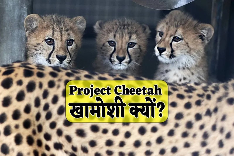 MP News on Project Cheetah kuno national park