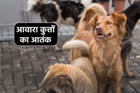 MP News pack of Dogs Attack on innocent