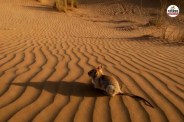 Rajasthan Rat species are rapidly disappearing in Thar reason is shocking