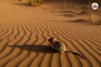 Rajasthan Rat species are rapidly disappearing in Thar reason is shocking