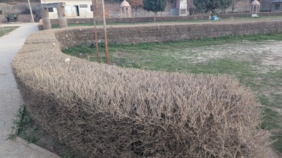 Short video poster image