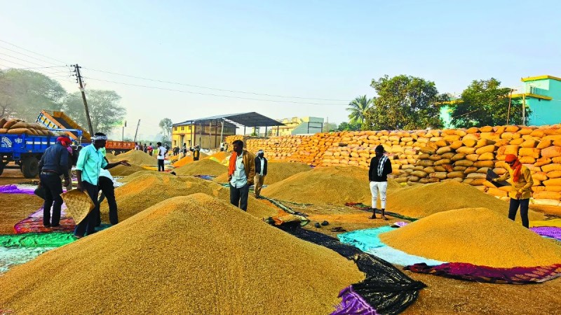 धान खरीदी के इतिहास में पहली बार 25 दिन के बाद भी खरीदी केंद्रों से एक भी दाना धान का परिवहन नहीं किया गया है। 15 नवंबर से समर्थन मूल्य पर धान खरीदी शुरू हुई। अभी तक कुल 35354 किसानों ने 16 लाख 17 हजार 819 क्विंटल धान बेचा है।