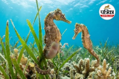 Ajab gajab animals, Male seahorse pregnancy, male seahorse get pregnant, male seahorse.