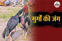 Rajasthan Mewat chicken Gambling become new source of income Cyber ​​fraudsters have also entered