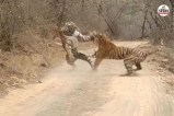 Ranthambore