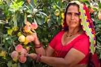 Rajasthan a female farmer Santosh Khedar success story who transformed her life through hard work and now earning millions of rupees