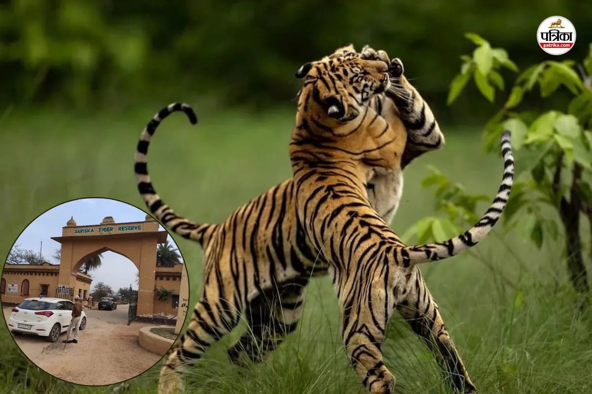 Sariska-Tiger-Reserve