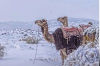 saudi arabia snowfall