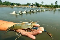 Shrimp Farming, Shrimp Farming in Churu, Shrimp Farming in Rajasthan, Shrimp Farming Farmers, Churu Shrimp Farming, Rahul Kanswa, Churu News, Rajasthan News