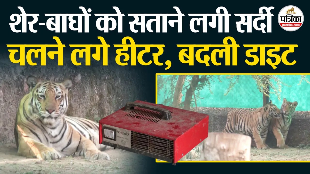 Rajasthan में Cold Wave के बीच जयपुर के Nahargarh Biological Park में Wildlife के लिए खास इंतजाम