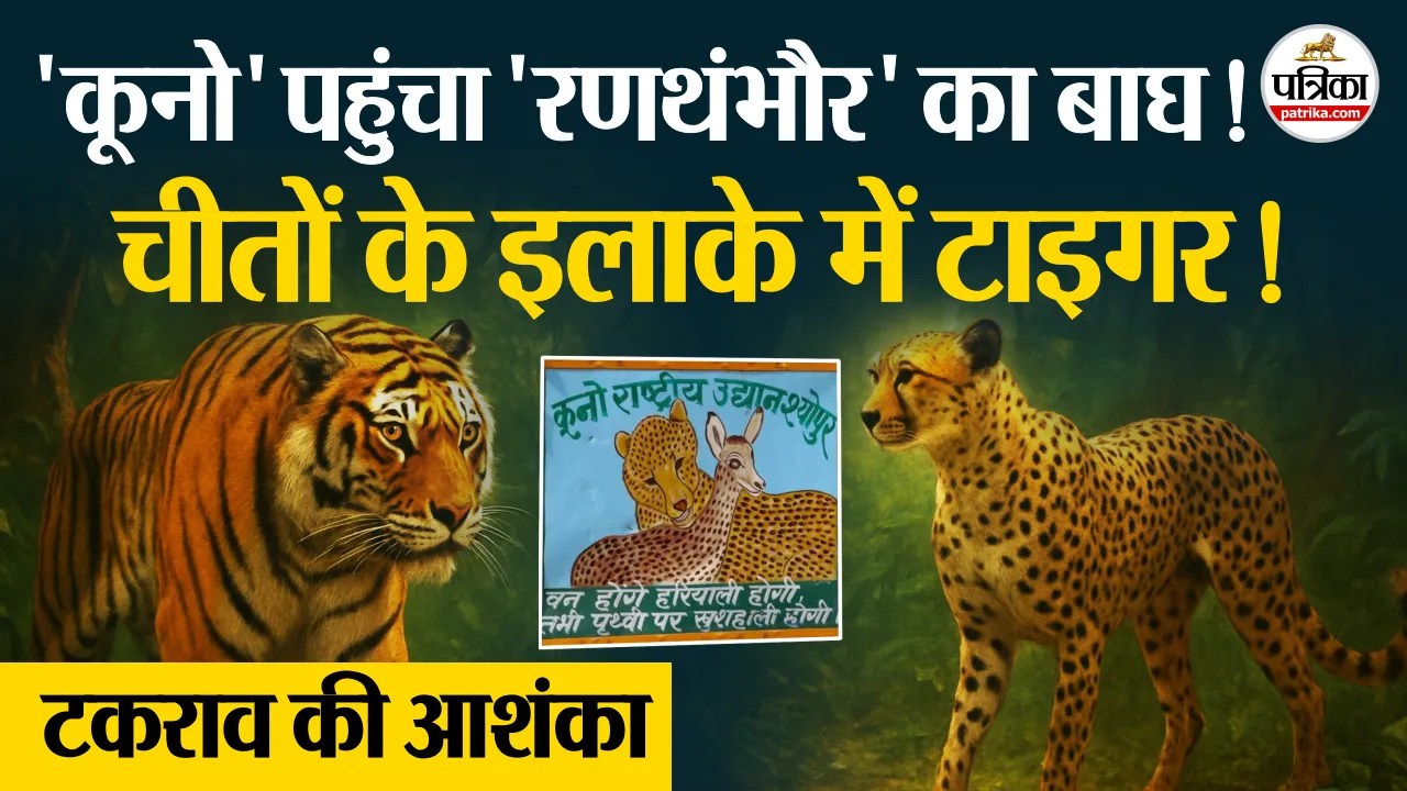 Ranthambore से निकलकर बाघ T-2512 पहुंचा Kuno National Park