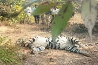 Tiger death