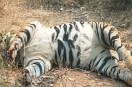 CG News, Tiger death