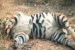 CG News, Tiger death