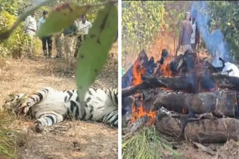 Tiger death case