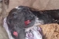 unique calf with two mouths and four eyes did miracle happen in religious city ayodhya