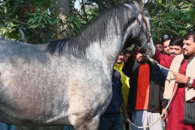 नए घोड़े की कीमत और कहानी