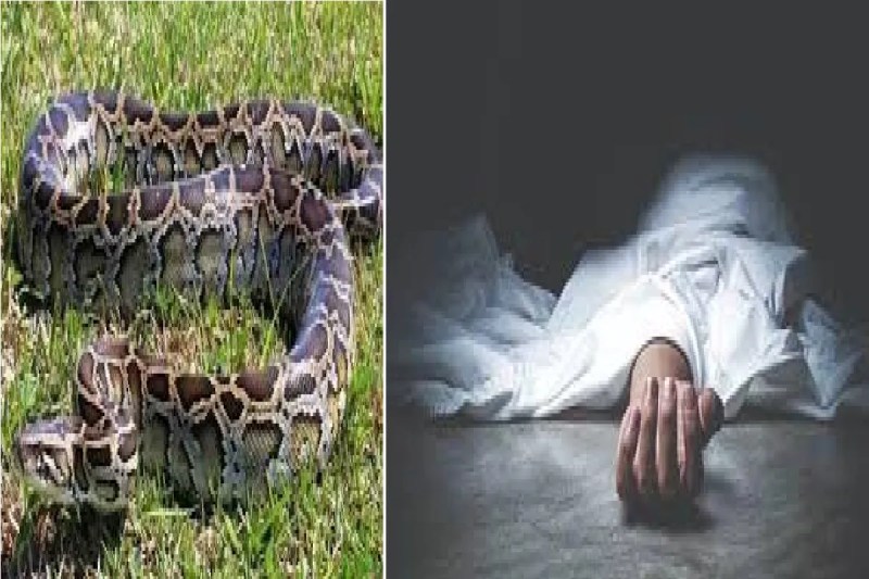Python attack in CG: शौच के लिए युवक गया था तालाब... अजगर के हमले से हुई दर्दनाक मौत, गांव में दहशत(photo-patrika)