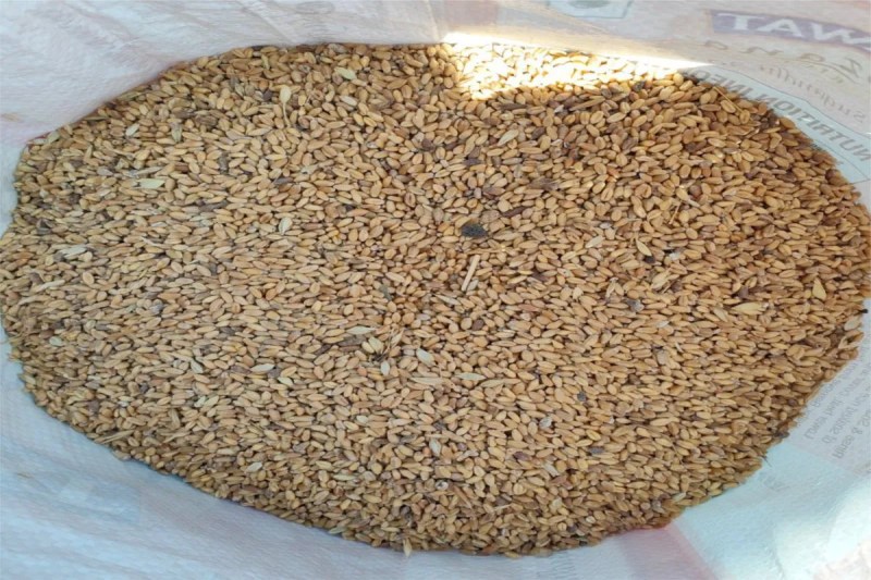 Rain-damaged wheat is being distributed to the poor, making it unfit for consumption.