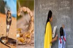 अब सांप-बिच्छू पर भी नजर रखेंगे टीचर, DPI का नया आदेश जारी, बच्चों की सुरक्षा पर बढ़ी सख्ती...(photo-patrika)