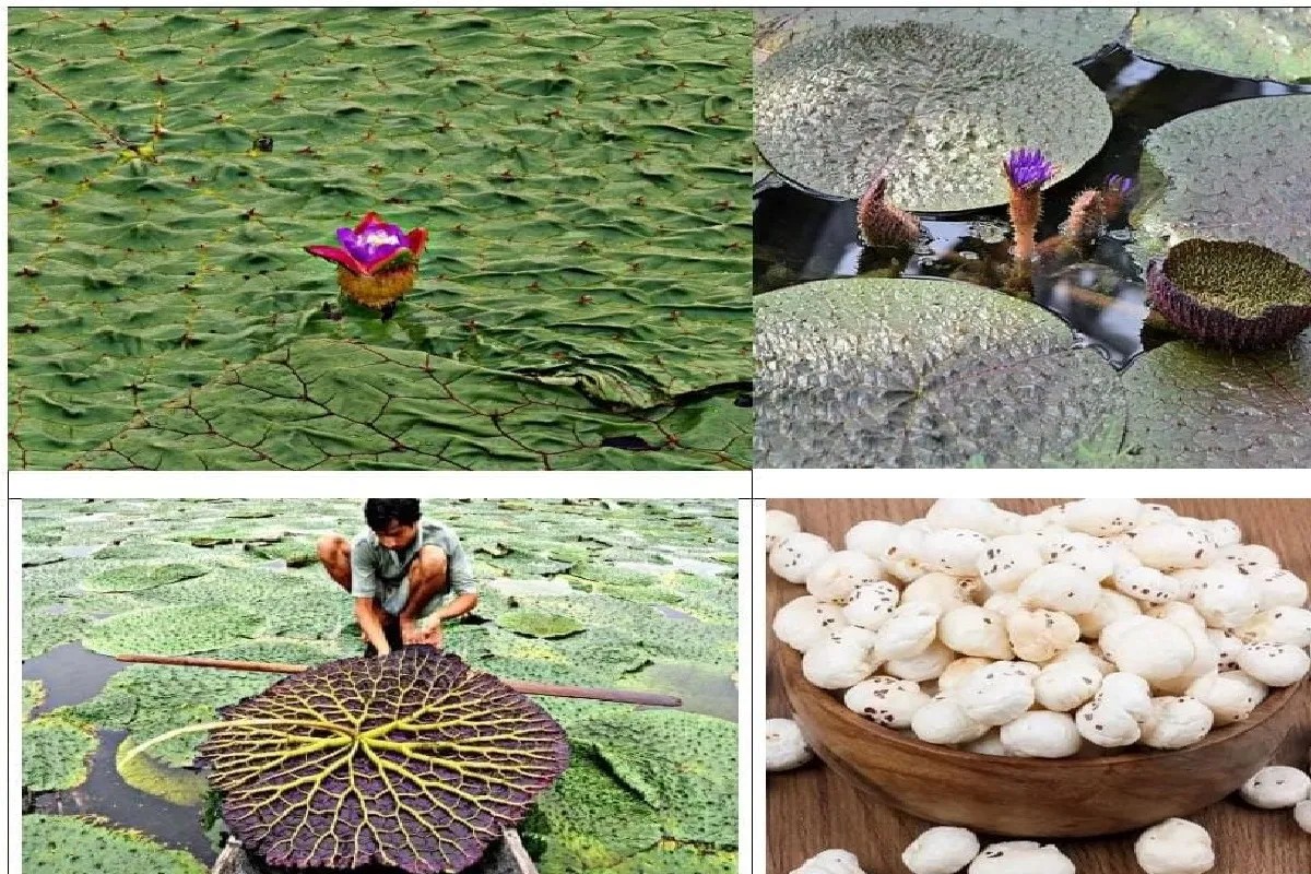 छत्तीसगढ़ मखाना बोर्ड में शामिल, किसानों के लिए खुलेंगे नए अवसर, सरकार देगी भारी सब्सिडी…