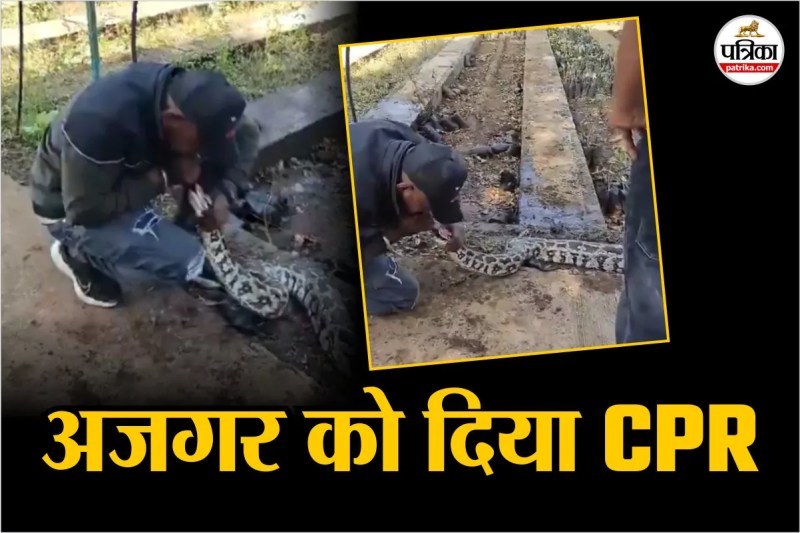 man gave CPR to python in Gujarat