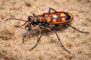 Waxen tiger beetle AI IMAGE