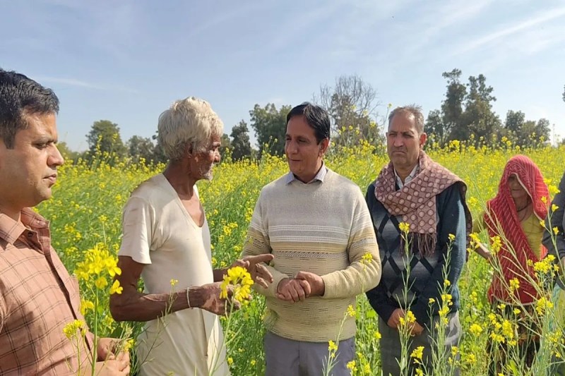 Moyla outbreak in mustard