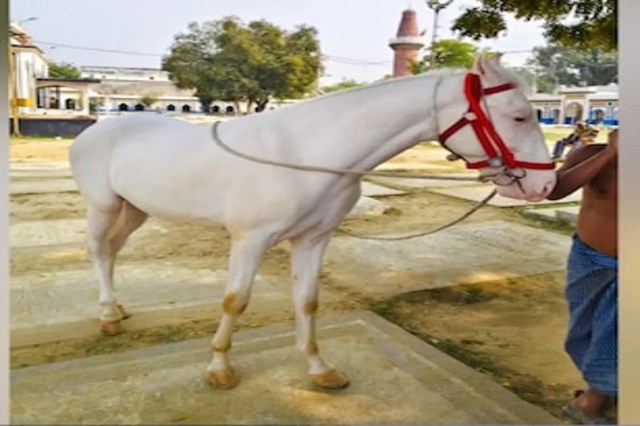 Priceless ‘Zuljanah’ Horse