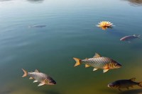 एआई से बनाई गई तस्वीर