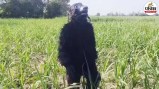 bijnor farmers bear costume chase monkeys save crops viral news