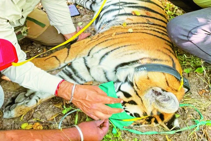 कई दिनों से छका रही बाघिन आठ दिन बाद हुई ट्रैंकुलाइज