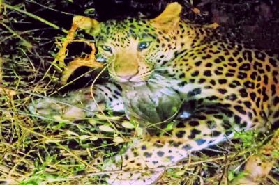 शिकारियों के फंदे में फंसा पैंथर, हुआ घायल