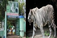 Bhilai News: भिलाई मैत्री बाग में सफेद बाघिन जया की मौत, वन विभाग के अधिकारियों ने की पुष्टि