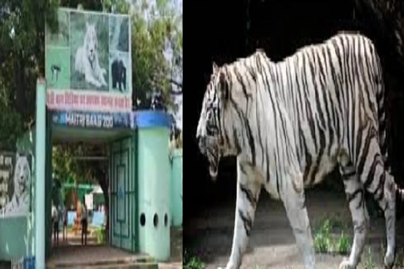 Bhilai News: भिलाई मैत्री बाग में सफेद बाघिन जया की मौत, वन विभाग के अधिकारियों ने की पुष्टि