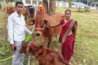 CG News: दूध के दम पर आत्मनिर्भरता की कहानी, आगे बढ़ रहीं महिलाएं, हर साल हो रही लाखों की आमदनी