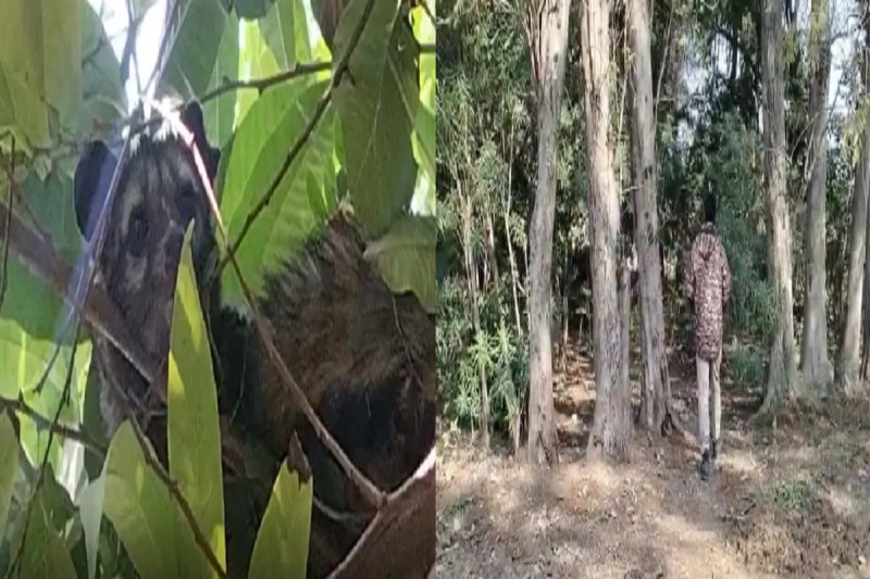 CG News: छत्तीसगढ़ के गांव में मुर्दा खाने वाले जानवर की एंट्री, ग्रामीणों में फैला दहशत